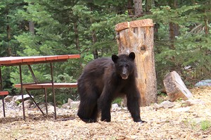 Bear at Sky Ranch