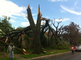 A tree snapped in half by a tornado.