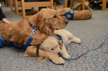 Comfort dogs from Lutheran Church Charities