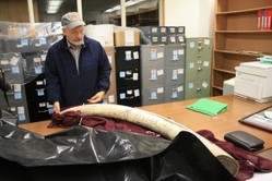 John Holst handles a mammoth tusk discovered near Kotzebue and gifted to Sheldon Jackson College. It's one of thousands of pieces of the former college's archives, which are now owned by the State of Alaska.
