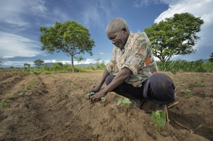 Nerbert Pasidya Mkandawire, 63, encourages his bean plants in Malawi. The country has endured drought and flooding during the crucial planting and harvest seasons. The difficulty of crops surviving these crises has led to food shortage throughout the country.