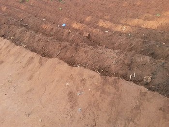 A recently tilled field in Mzuzu, Malawi, ready for planting. Many households plant small crops of corn at their home and then larger fields of corn on the outskirts of the city.