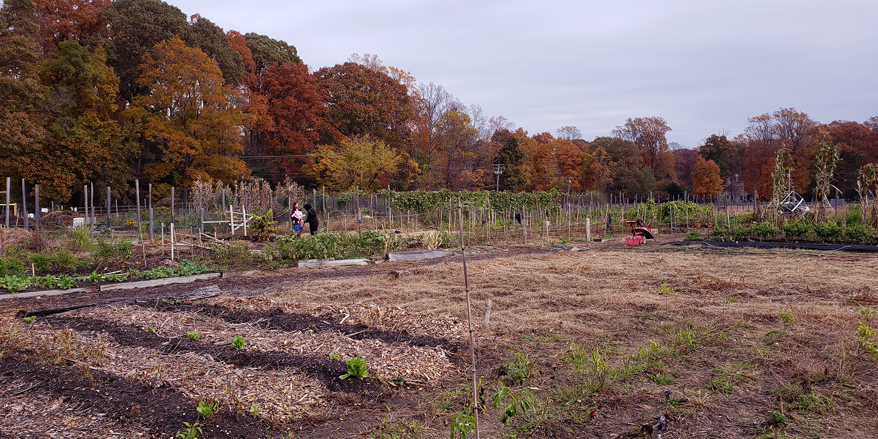 A garden near Annapolis, where migrants grow food to support their families. Photo provided by Selwyn Avenue Presbyterian Church.