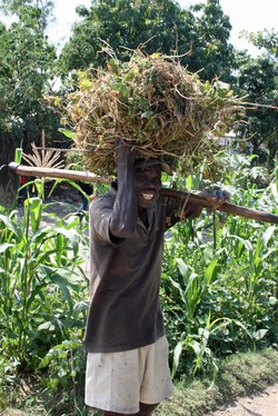 A farmer carrying crops over his head.