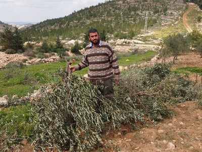 Destroyed olive trees