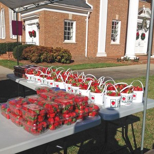Strawberries grown by Hudson Memorial Presbyterian Church in Raleigh, North Carolina, to support scholarships at Yei Teacher Training College in South Sudan. 